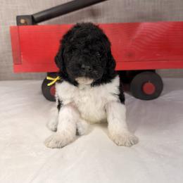 Vixen - Parti male Poodle puppy in Luana, Iowa from Country View Bernedoodles and Goldendoodles