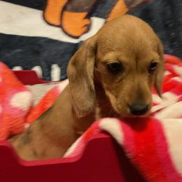 Godiva - Red female Dachshund puppy in Tacoma, Washington from Thedachhouse