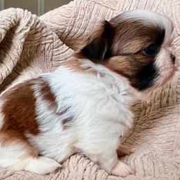 Winston - Red and white male Shih Tzu puppy in Jacksonville, Florida from Fancy Garden Shih Tzu