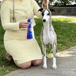 Lou - Whippet