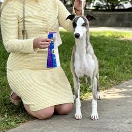 Lou - Whippet