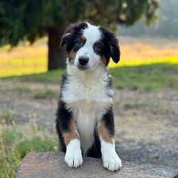 Refund- black tri male 7 - Black tri-color male Australian Shepherd puppy in Chehalis, Washington from Wandering Acres Ranch