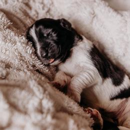 Newfoundland Puppies from Kinson Ridge Giants