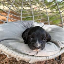Girl 2 - Black female Bernedoodle puppy in Wamego, Kansas from Doodles of Oz