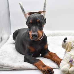 Light pink female. - Black and rust female Doberman Pinscher puppy in Lafayette, Louisiana from Indah Lux Dobermans