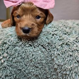 Athena - Red female Cavapoo puppy in Roseville, California from Heavenly Goldendoodles