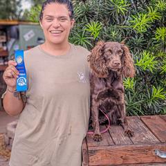 Boykin Spaniel and English Springer Spaniel All Grown Up from 31 Pines Springers & Retrievers