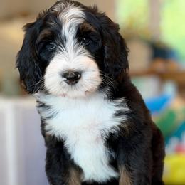 Grace - Tri-color female Bernedoodle puppy in Yuciapa, California from AlltheDoodlez_