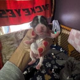 Parti boy - Parti male Yorkshire Terrier puppy in Ohio from Britt n Cindys Yorkshire Terriers