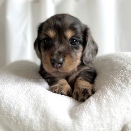 Ivory - Dapple female Dachshund puppy in Arizona from Vonaducci Doxies, LLC.