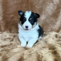 FRANCESCA (FRANNIE) - Black and tan female Pembroke Welsh Corgi puppy in Drain, Oregon from Sunnydale Corgis