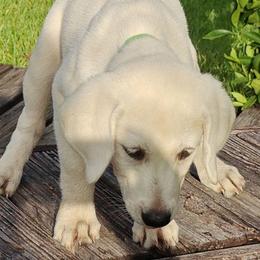 Crystal - Yellow female Labrador Retriever puppy in Missouri City, Texas from Labrador Retriever Puppies