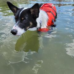 Australian Koolie All Grown Up from Tenacious Dogs