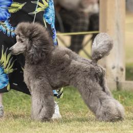 Smoke - Poodle