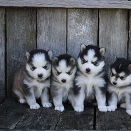 Pomsky puppies from Arlene Hershberger