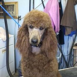 Poodles from Kokopelli Standard Poodles