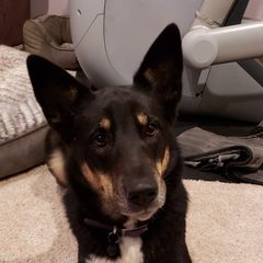 Roo - Lapponian Herder
