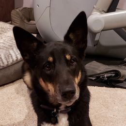 Roo - Lapponian Herder