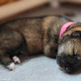 Girl 1 - Sesame female Shikoku Ken puppy in Harrisburg, Pennsylvania from Yume Shikoku Ken