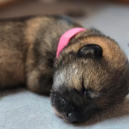Girl 1 - Sesame female Shikoku Ken puppy in Harrisburg, Pennsylvania from Yume Shikoku Ken