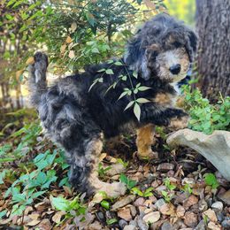 Mahina (gray) - Merle female Bernedoodle puppy in Austin, Texas from Aloha Bernedoodles of Austin