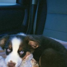 Australian Shepherd Puppies from Van Huitt Australian Shepherds