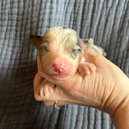 Socks - Blue merle female Australian Shepherd puppy in Hillsboro, Oregon from A&D Australian Shepherds