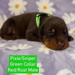 Green Collar - Red and rust male Doberman Pinscher puppy in Lake City, Florida from Paintedcrazy Doberman Pinchers