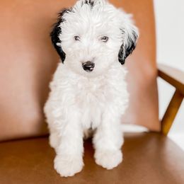 Bernedoodle puppies from Salty Doodles co