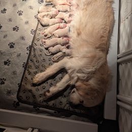 Male and female - Light golden male Golden Retriever puppy in Rice Lake, Wisconsin from Knotty Acres