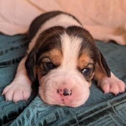 Sir Lancelot - Black tan and white male Beagle puppy in Colville, Washington from Rosehaven Homestead