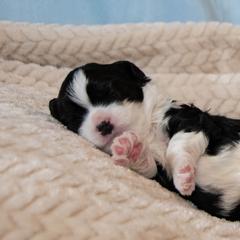 Lowchen Puppies from Dragonne Lowchen