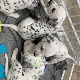 Dalmatian Puppies from Blue Moon Dalmatians