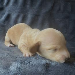 Dachshund Puppies from Carranza Puppy Farm