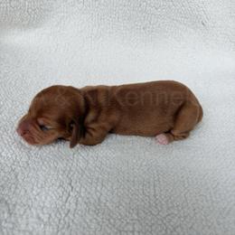 Girl 1 - Red Dapple - Dapple female Dachshund puppy in Brandon, Mississippi from A & N Kennels