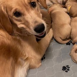 Golden Retriever Puppies from Elevation Retrievers