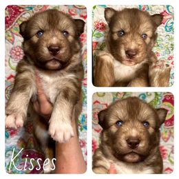 Siberian Husky Puppies from Moonlight Howl Huskies