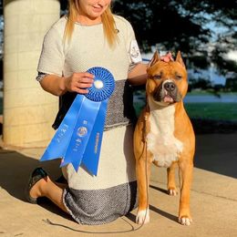 American Staffordshire Terrier Puppies from America's Best