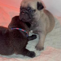Fawn Boy - Fawn male Pug puppy in Elma, Washington from Kismet Kennels, Exclusively Pugs