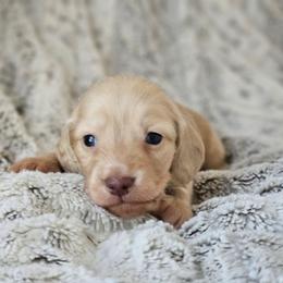 Boy 3 - Cream male Dachshund puppy in Pasco, Washington from Loyal Lil Dachshunds