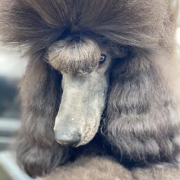 Safire - Poodle