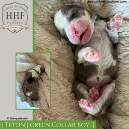 TETON - Blue merle and white male Sheepadoodle puppy in Charlo, Montana from Heavenly Hilltop Farm