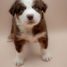 Australian Shepherd Puppies from 2 Happy Aussies