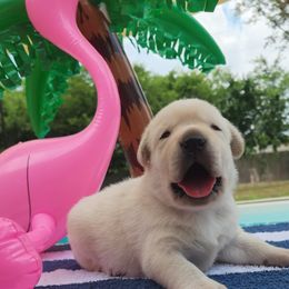 Labrador Retriever Puppies from Texas Finest English Labradors