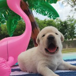 Labrador Retriever Puppies from Texas Finest English Labradors