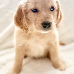 Companion Cross Puppies from Happy Tails Mini Goldens