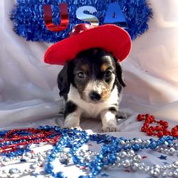 Dachshund Puppies from CBR Mini Dachshunds