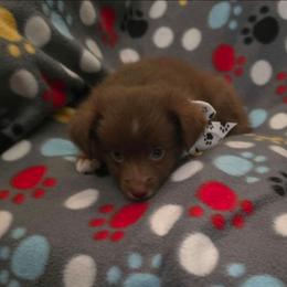 Sakura - Red & white female Toy Australian Shepherd puppy in Arlington, Texas from CopperHead Aussies