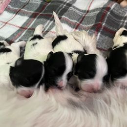 Havanese puppies from Dearheart Havanese