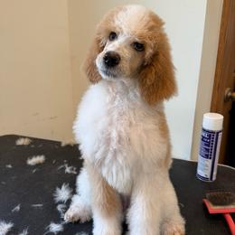 Pearl - Parti female Poodle puppy in Bellville, Ohio from Cedar Ridge Standard Poodles